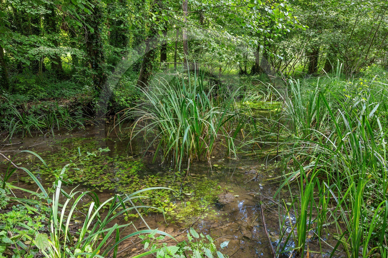 ENS de l'Isère, Boucle des Moïles