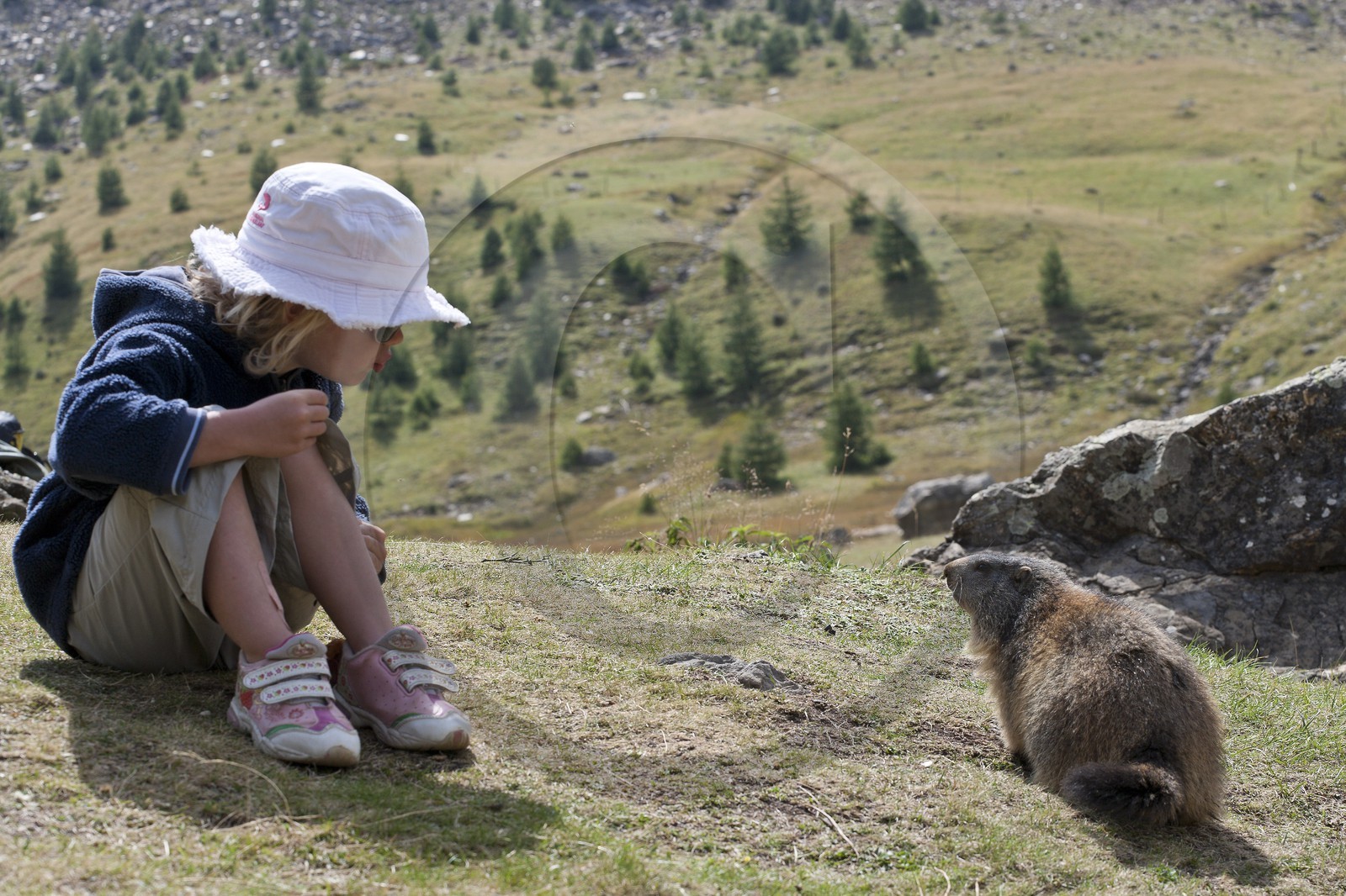 Marmotte des Alpes ( Marmota marmota )