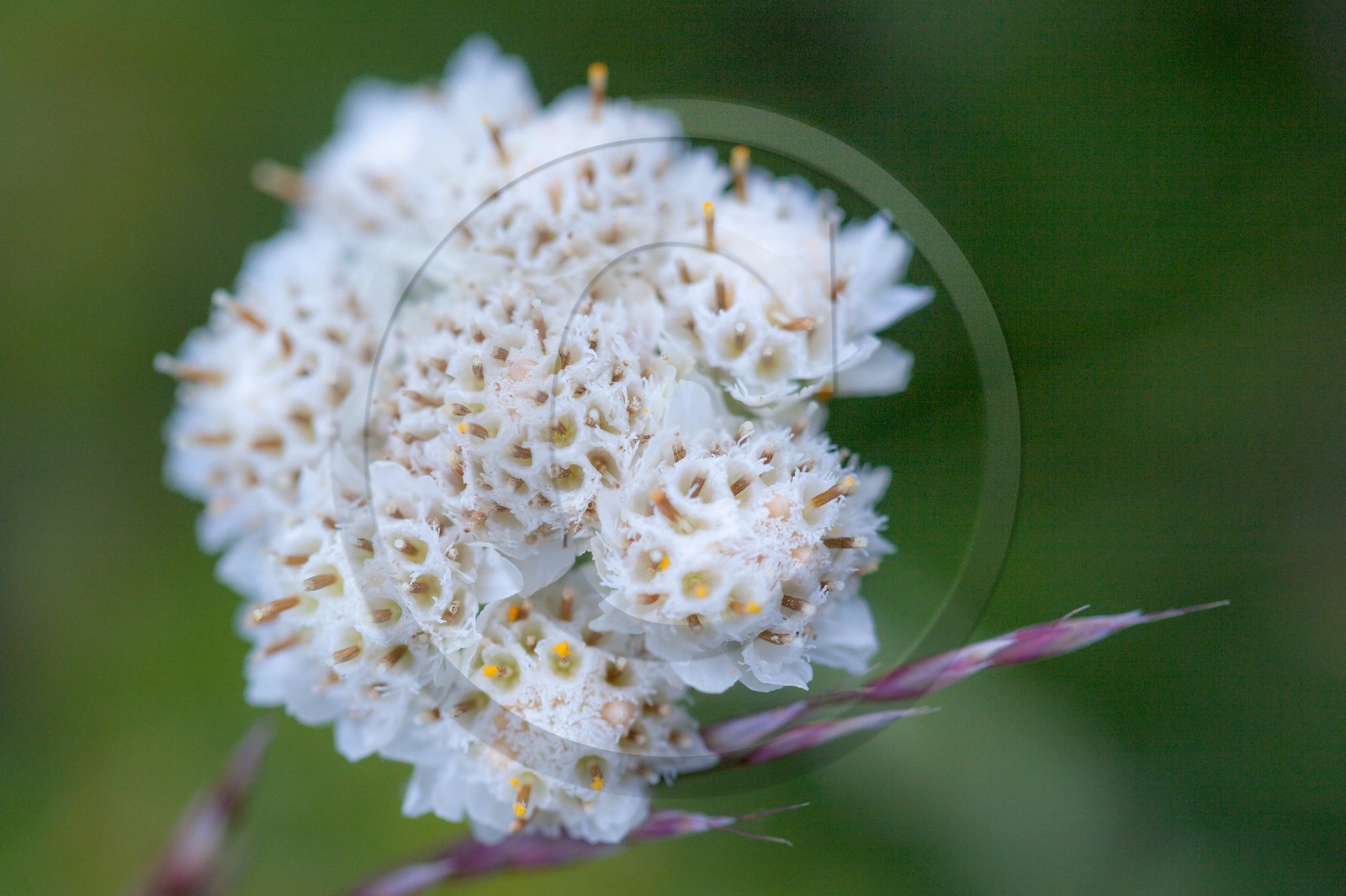Pied de chat des Carpates, Antennaire des Carpates, Antennaria capartica