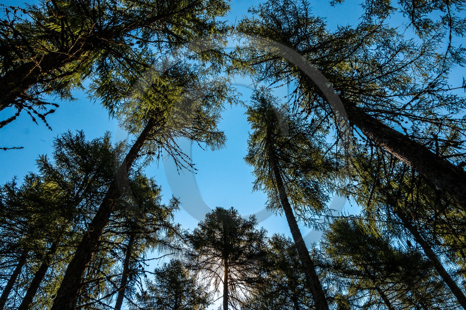 Les Monges, forêt domaniale des Monges