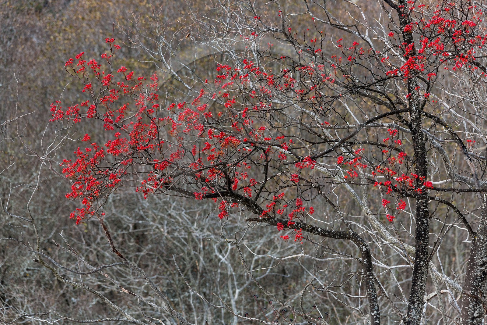Col d'Ornon, sorbier des oiseleurs (Sorbus aucuparia L.)
