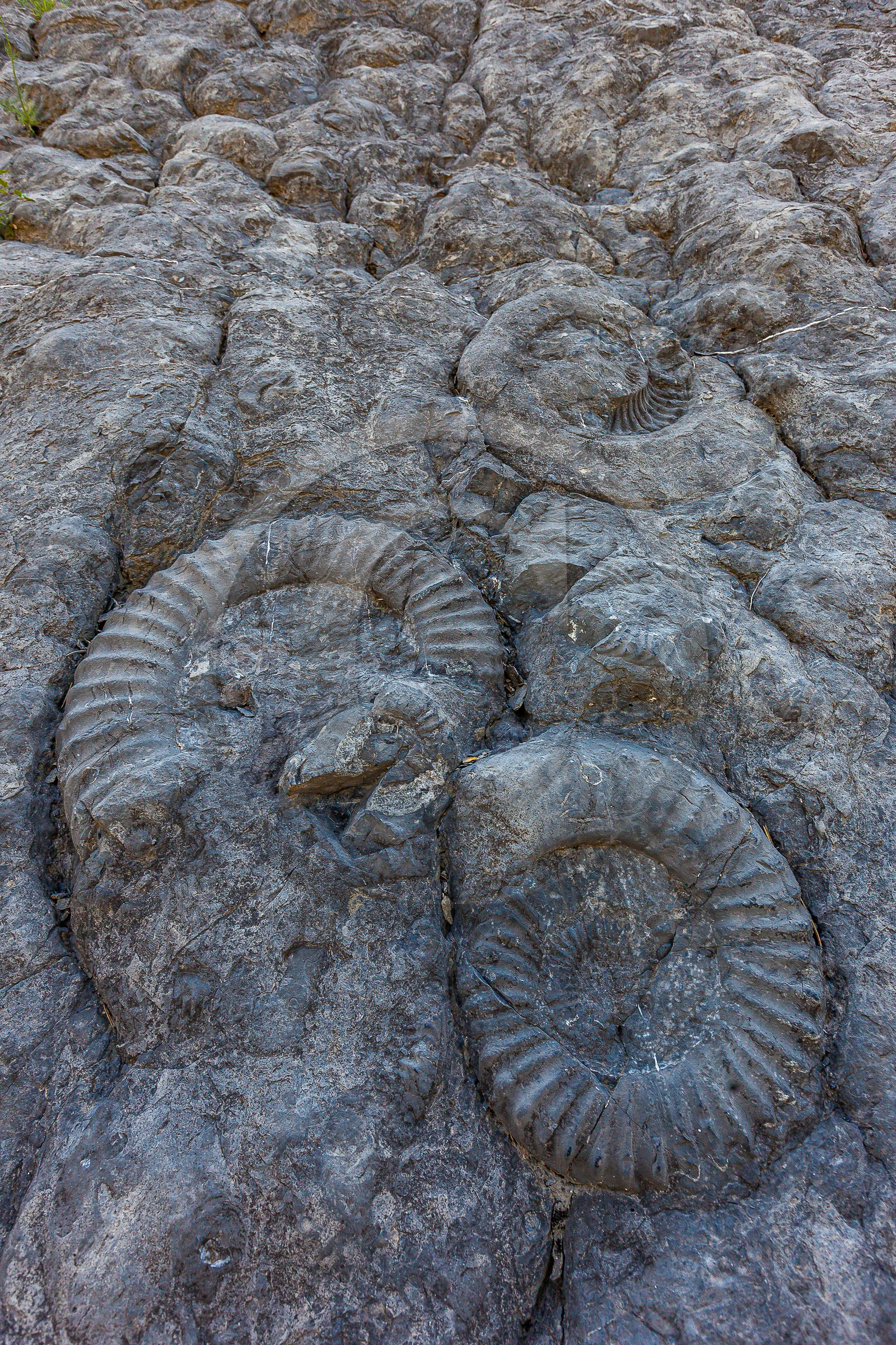 Dalle à ammonites