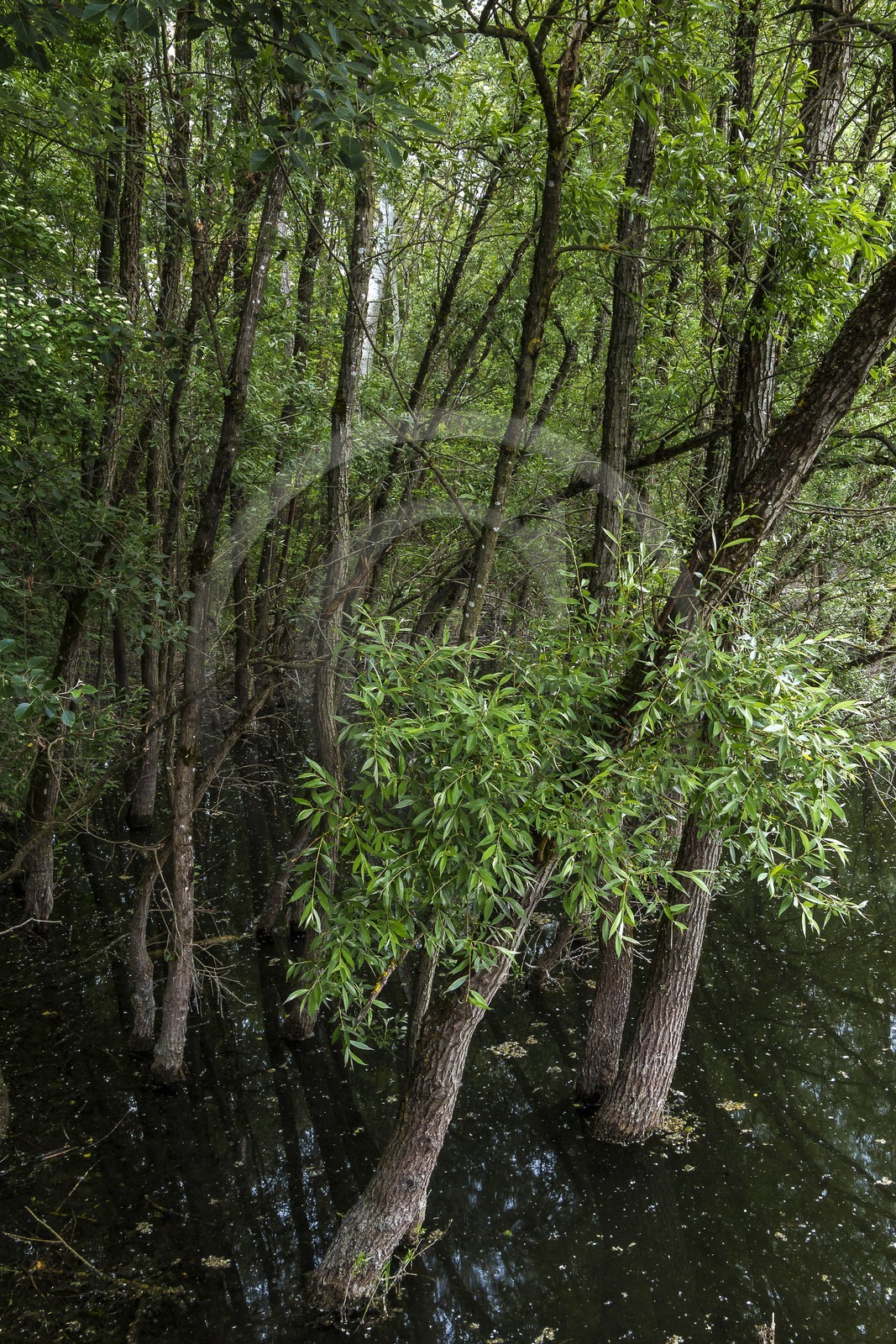 ENS de l'Isère, bois de la Bâtie