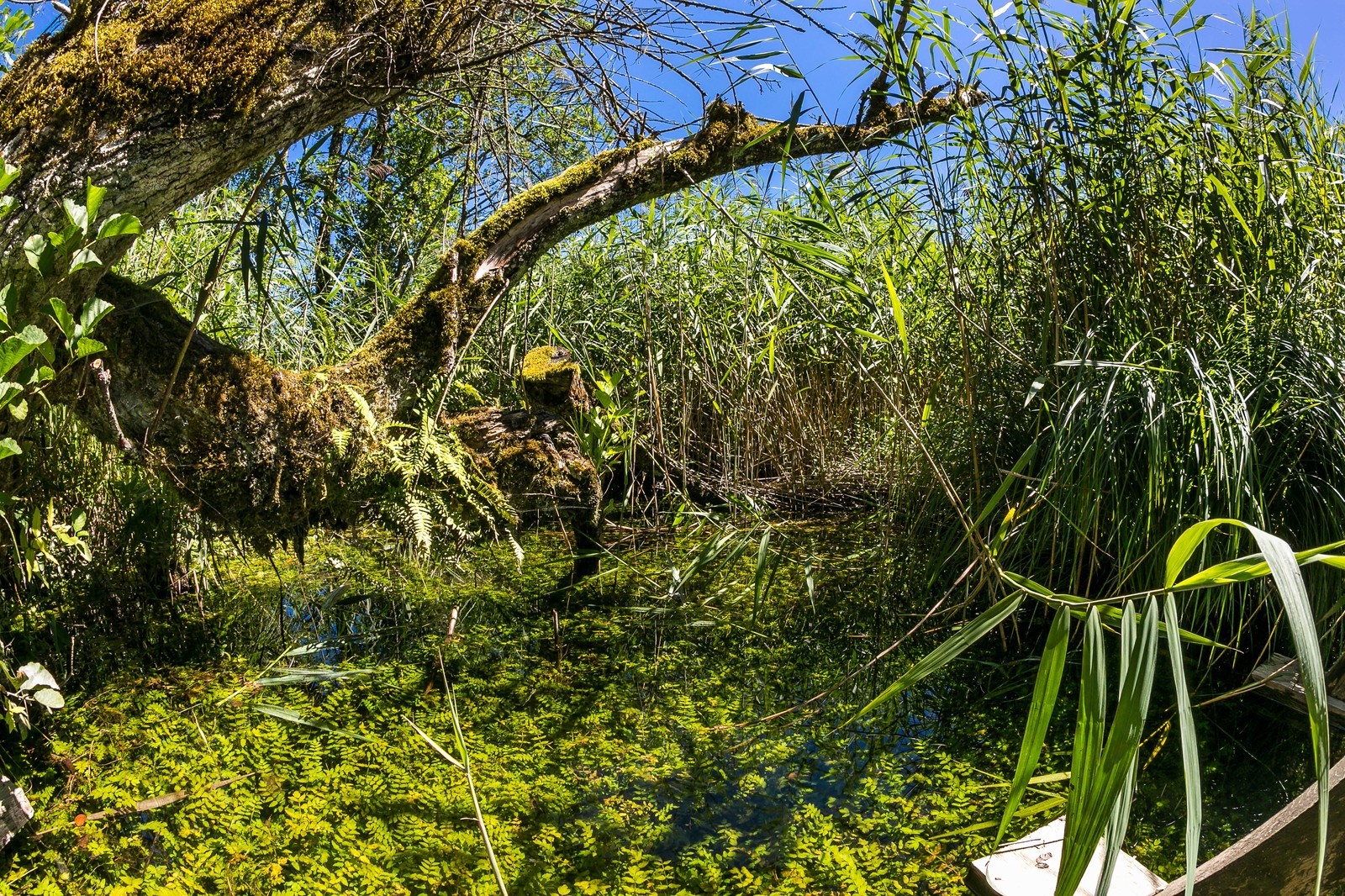 ENS de l'Isère, Tourbières de l'Herretang