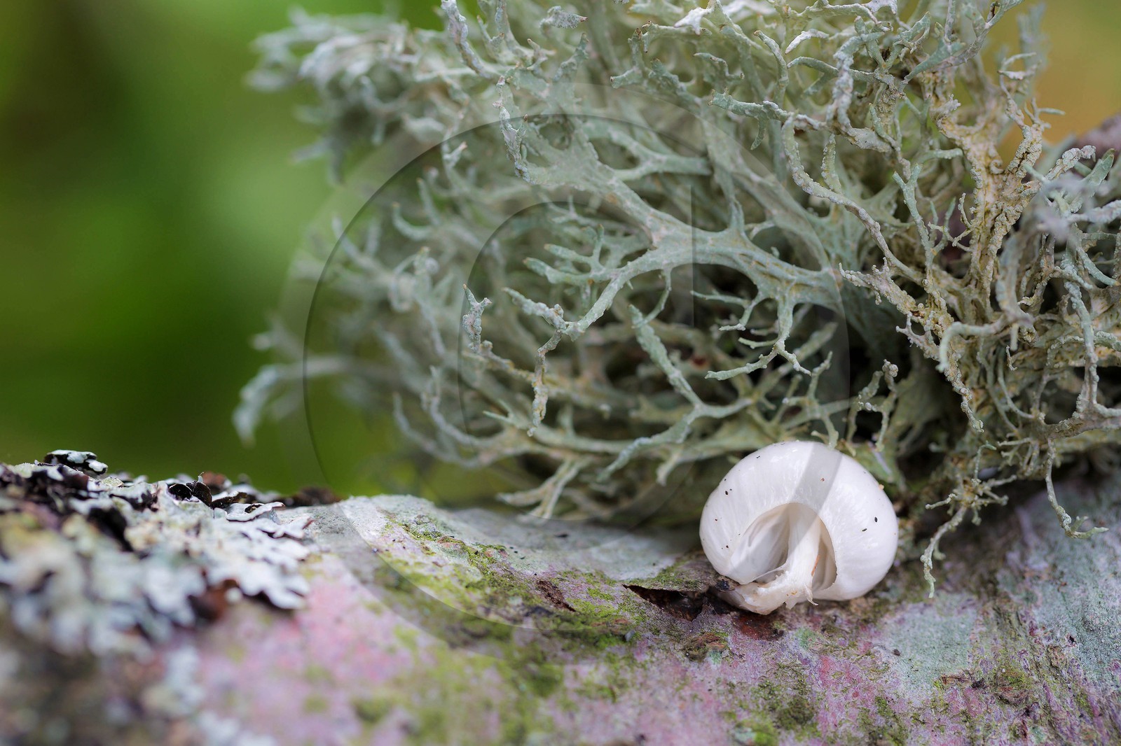 ENS de l'Isère, Les Ecouges