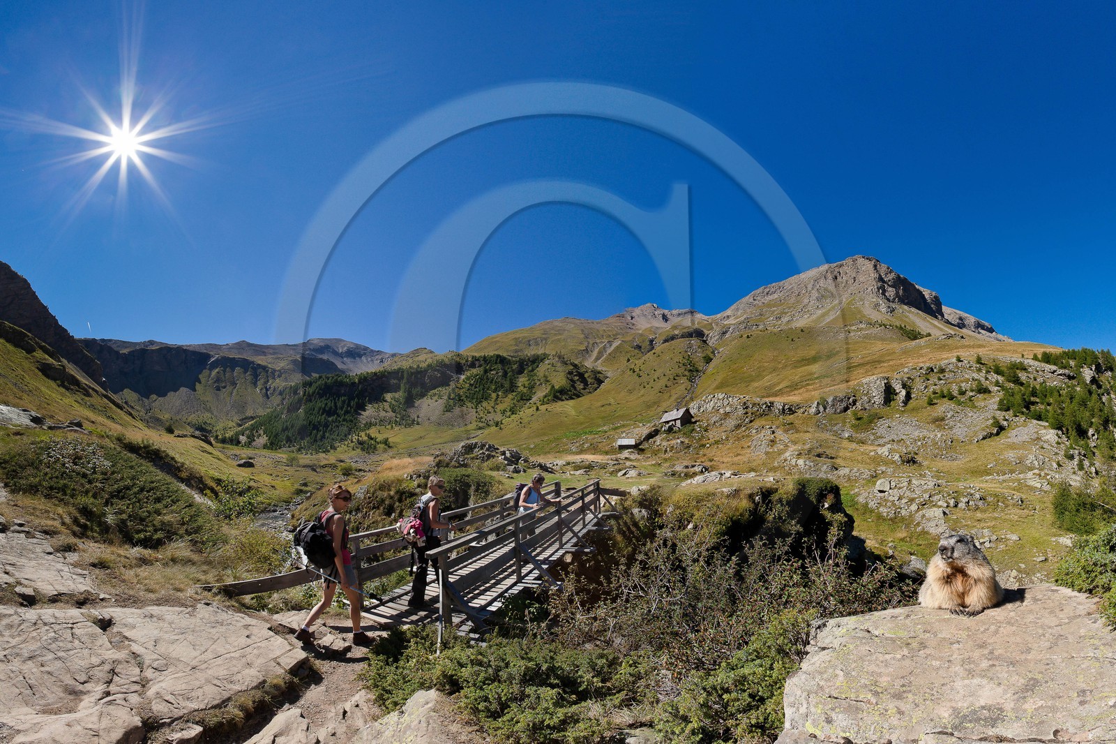 Randonnée vers le Saut du Laire, marmotte