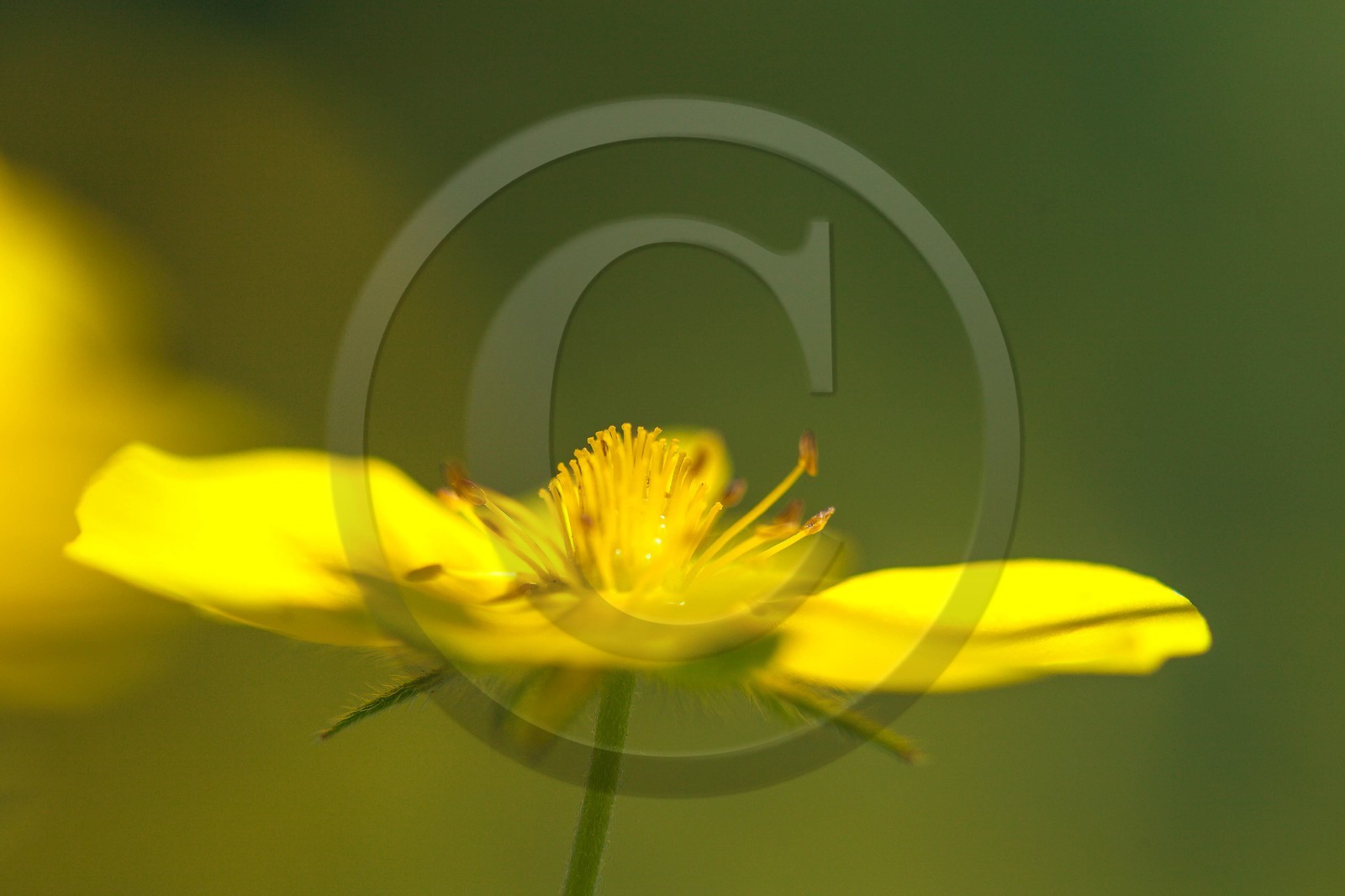 Potentille du Dauphiné, Potentilla delphinensis