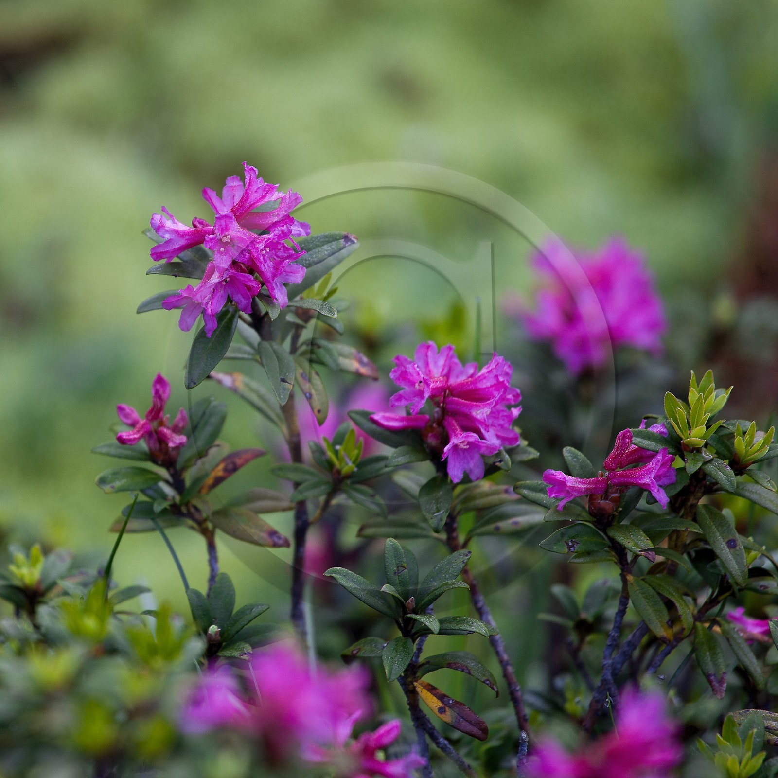 Rhododendron ferrugineux, Laurier rose des Alpes, Rhododendron ferrugineum