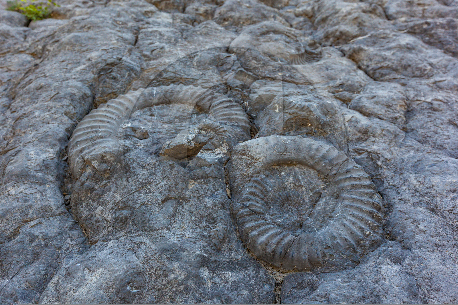 Dalle à ammonites