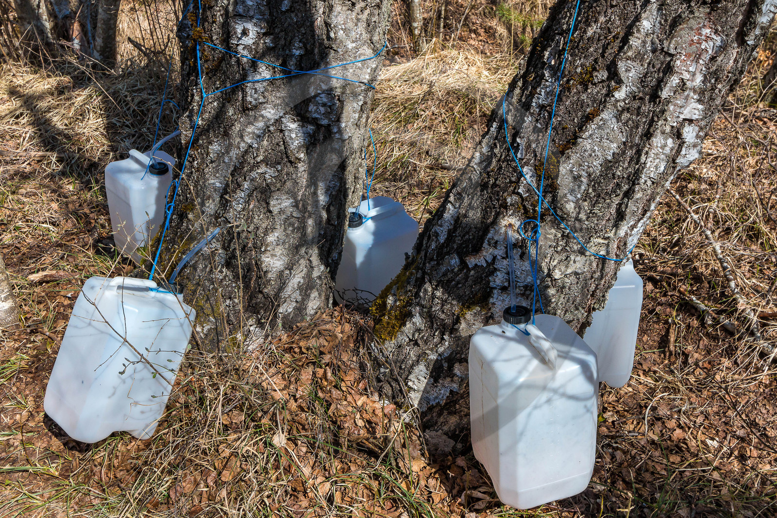 Récolte de sève de bouleau