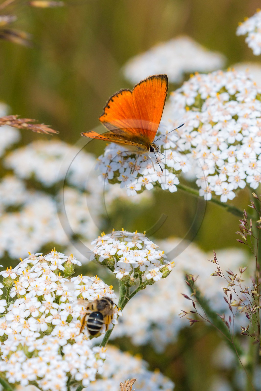 Cuivré de la Verge-d'Or