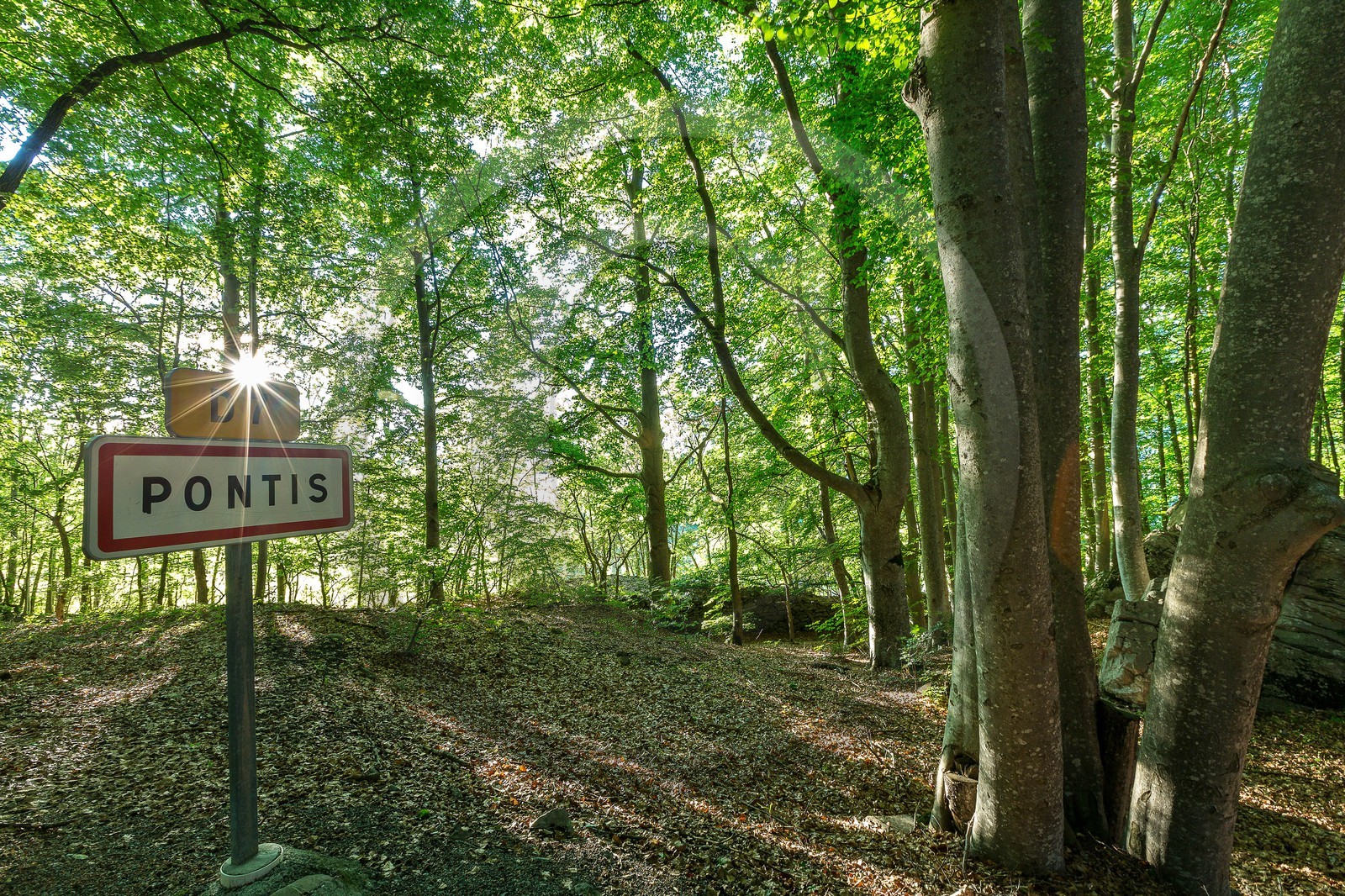 Alpes de Haute-Provence, hêtraie de Pontis