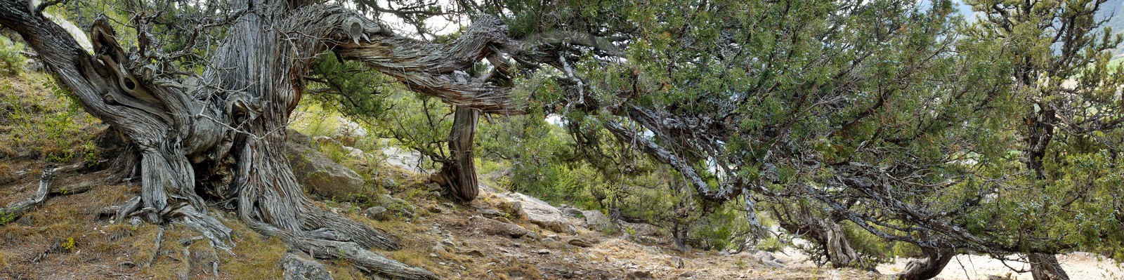 Thurifaie de Saint-Crépin