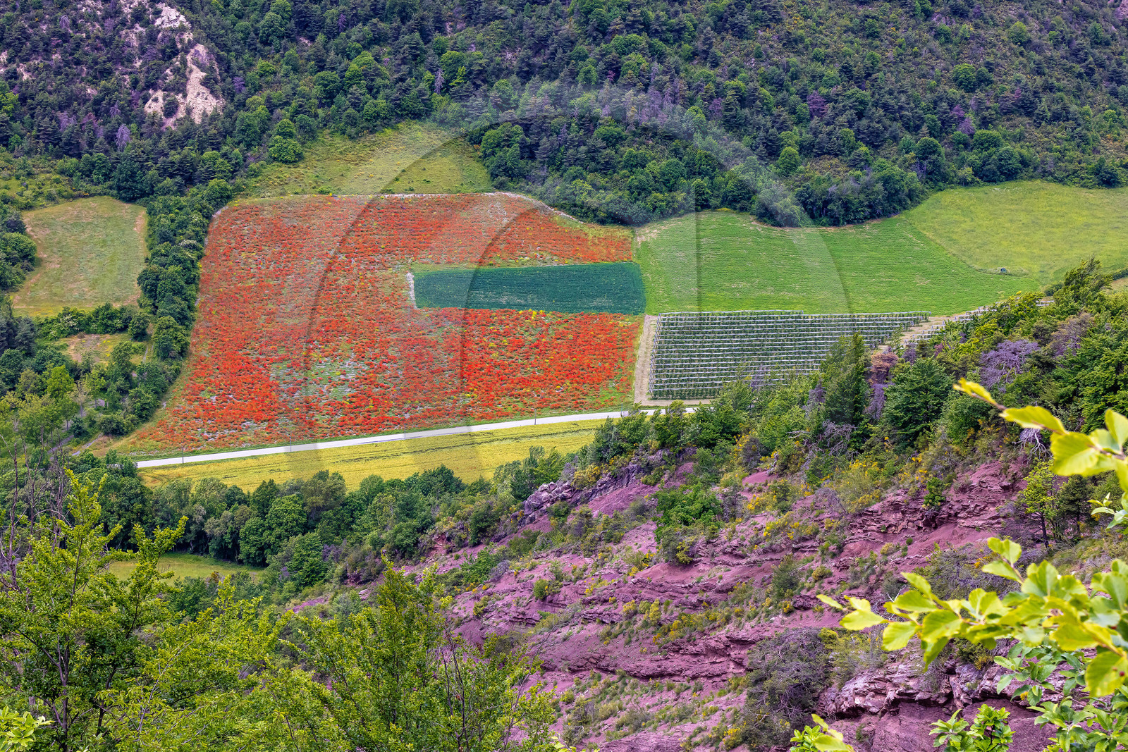 Faucon-du-Caire, cultures avec coquelicots