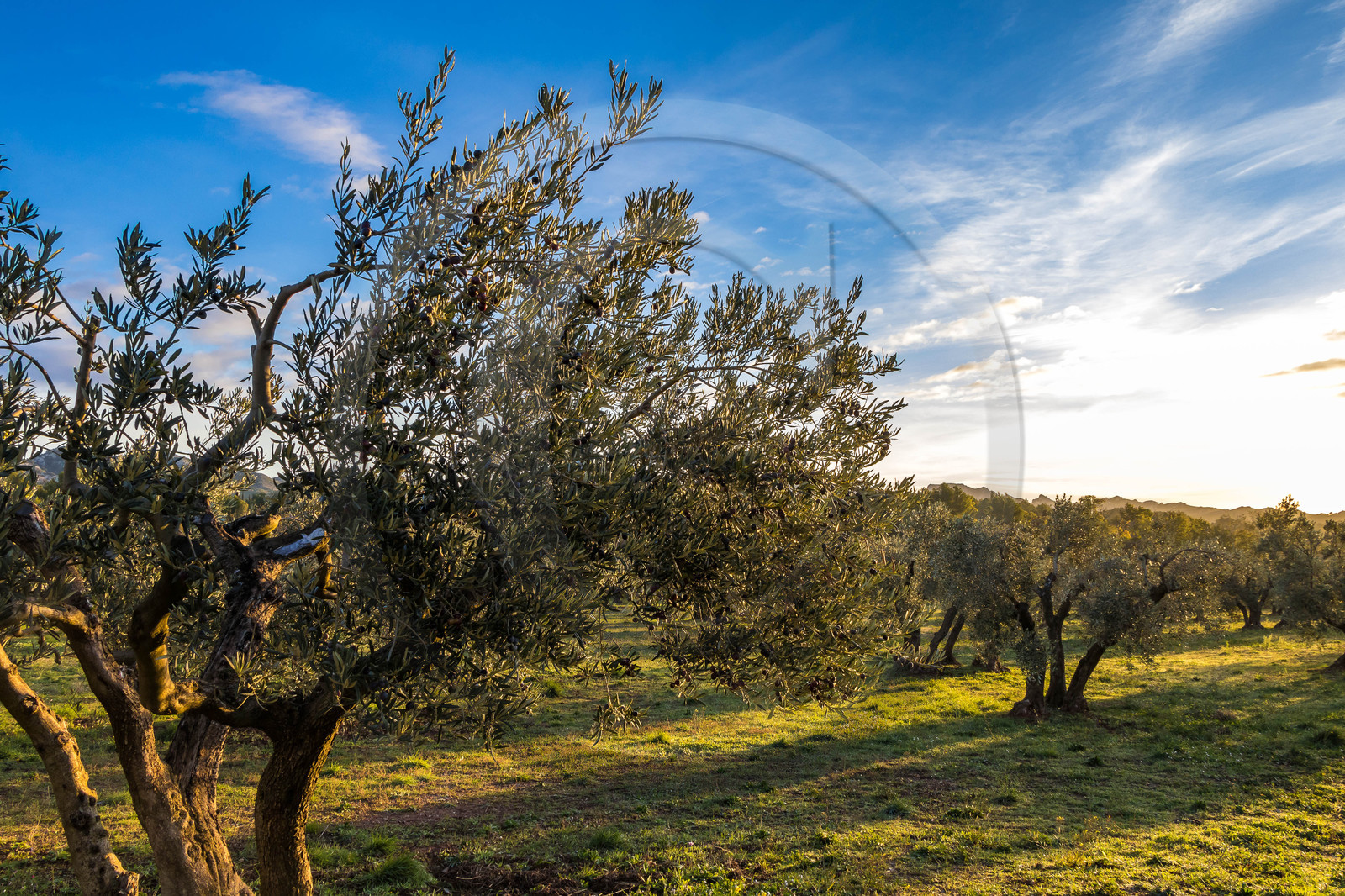 Oliveraie de la vallée des Baux de Provence