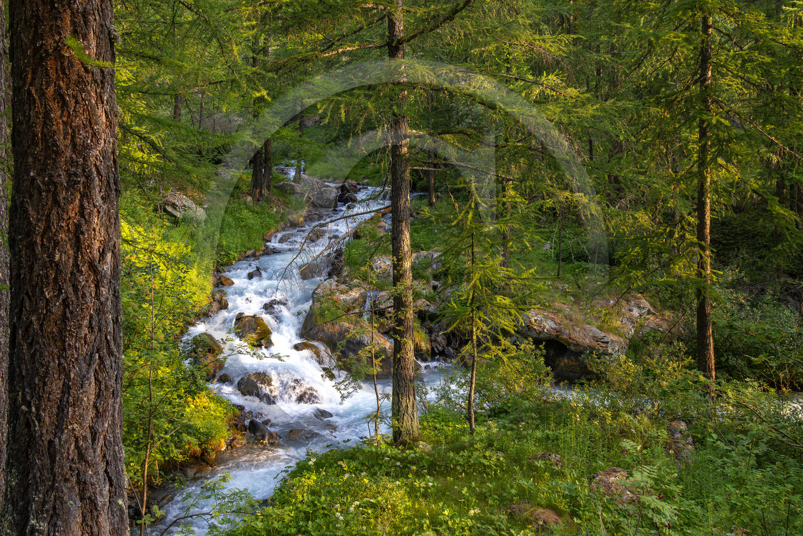 Mélezein et Torrent le petit Tabuc
