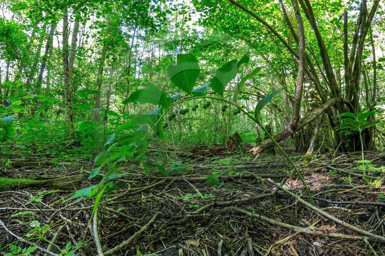ENS de l'Isère, Vieille morte de Bourg d'Oisans