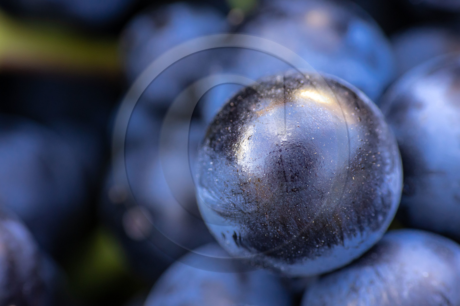 Domaine du Mont Guillaume