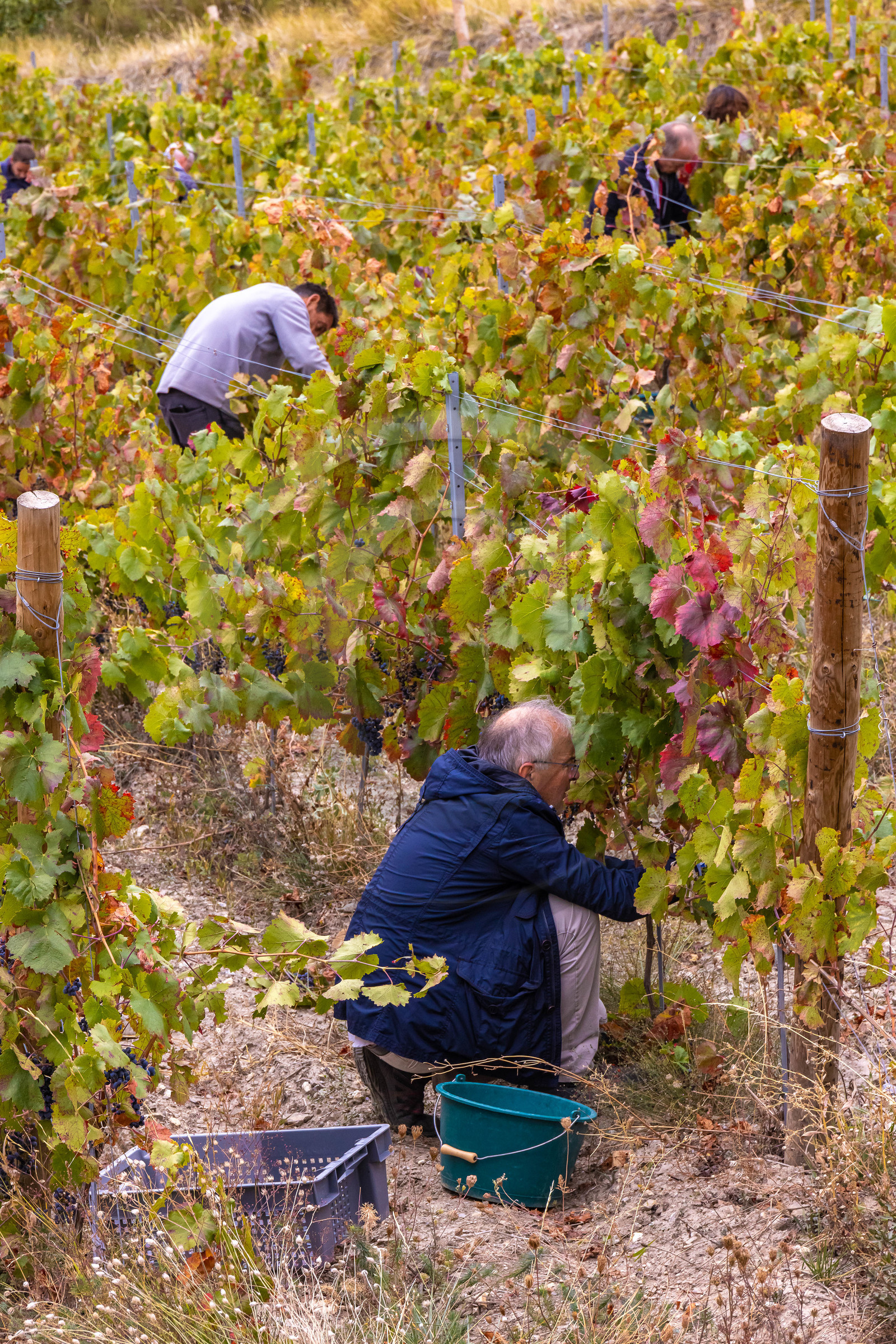 Domaine du Mont Guillaume