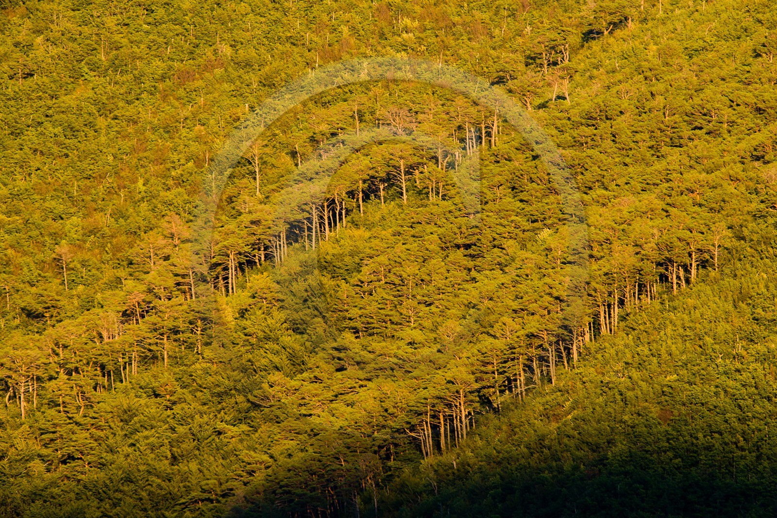 Forêt de Durbon