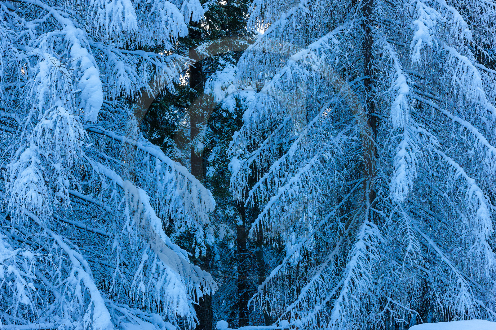 Mélèze d'Europe, Larix decidua