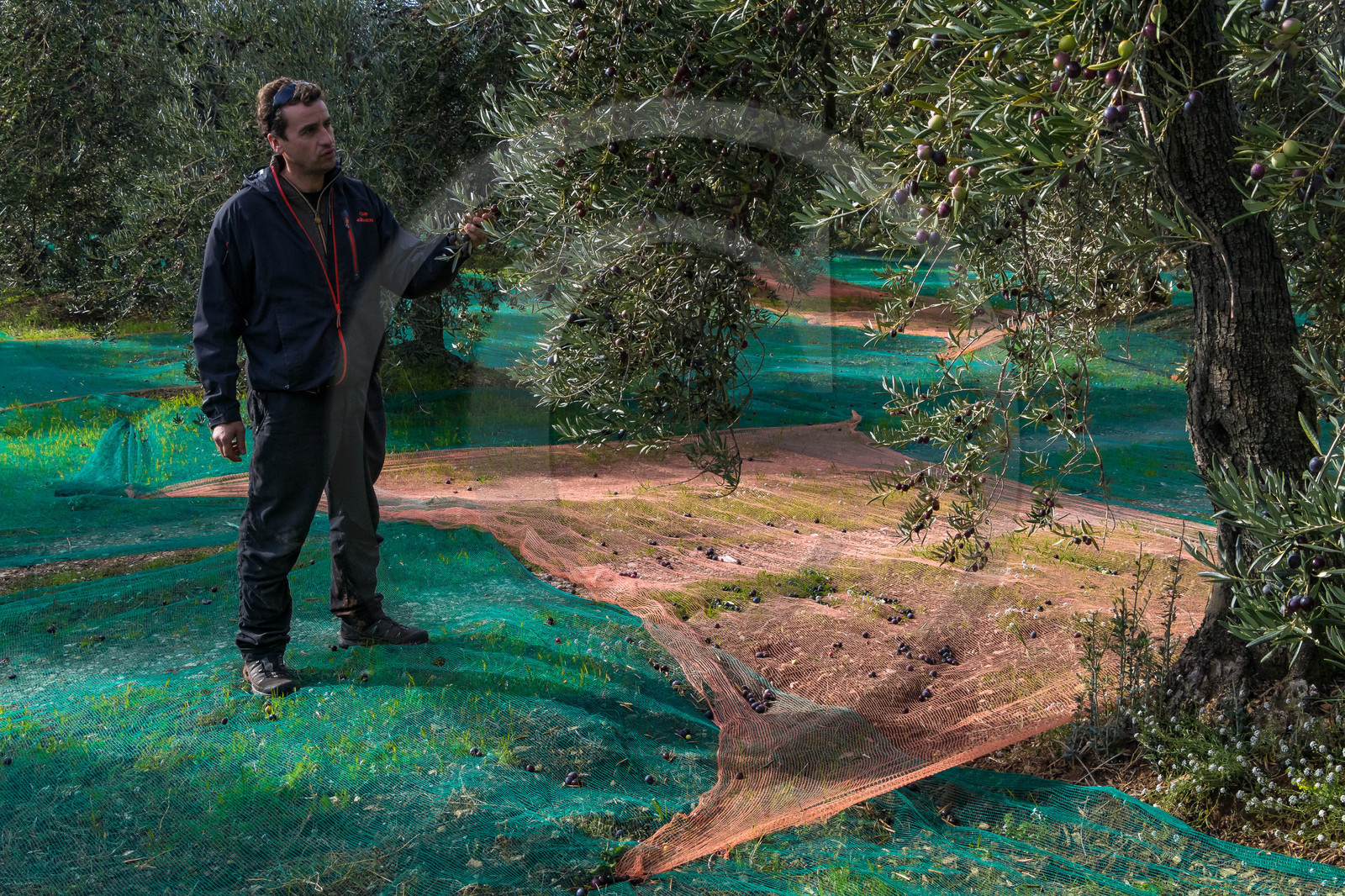 Le verger des Baux, Olivier Roman