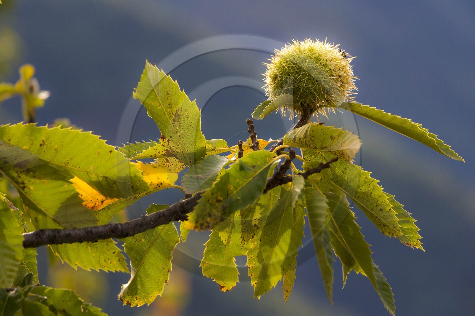 Valdeblore, Saint-Dalmas, chataigneraie de Monsieur Morino