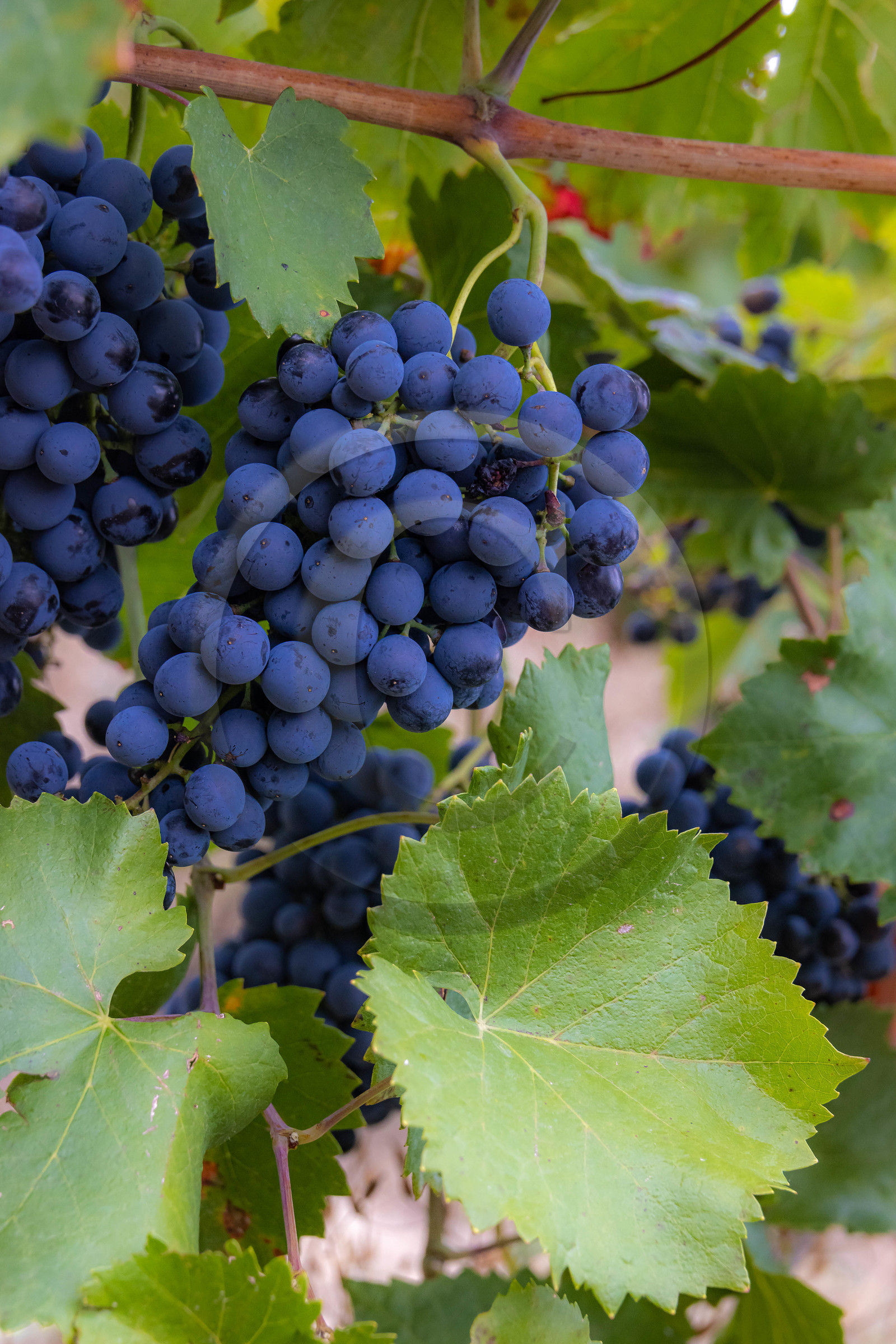 Domaine du Mont Guillaume, cépage le Mollard