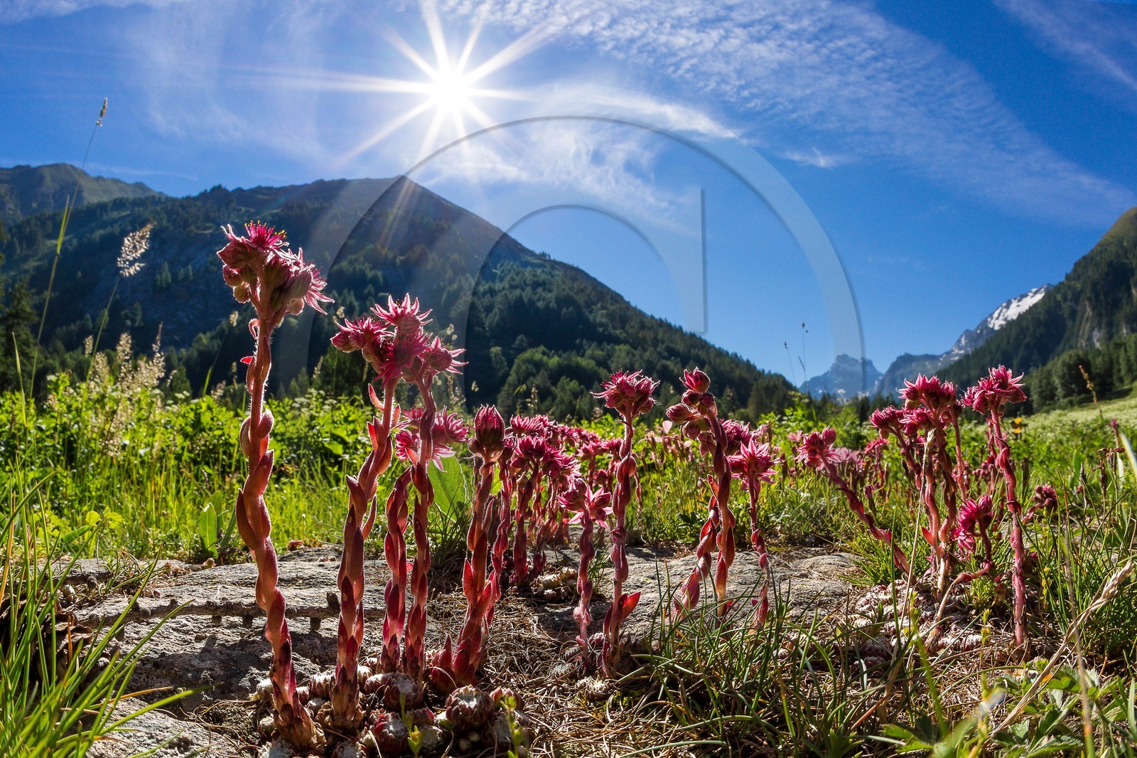 Parc naturel régional du Queyras