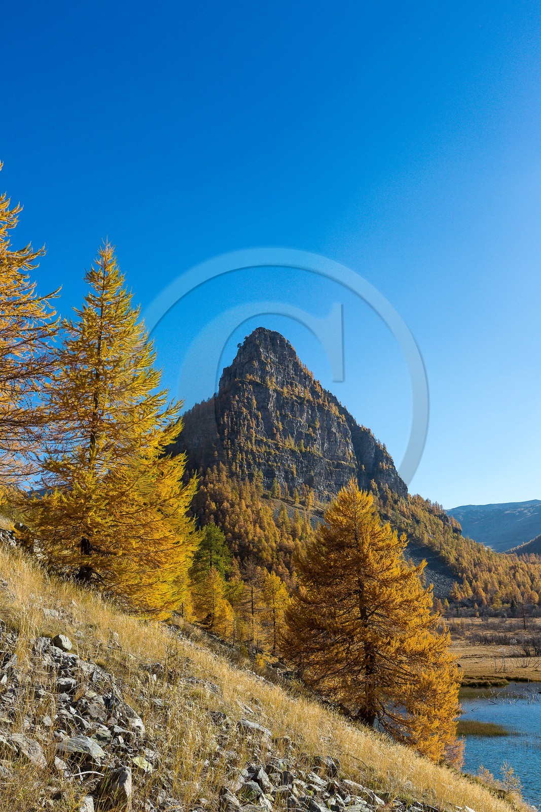 Jausiers, Lac des Sagnes et forêt de mélèzes à l'automne
