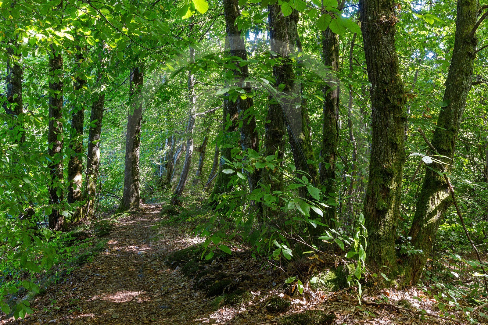 ENS de l'Isère, Etang des Béroudières