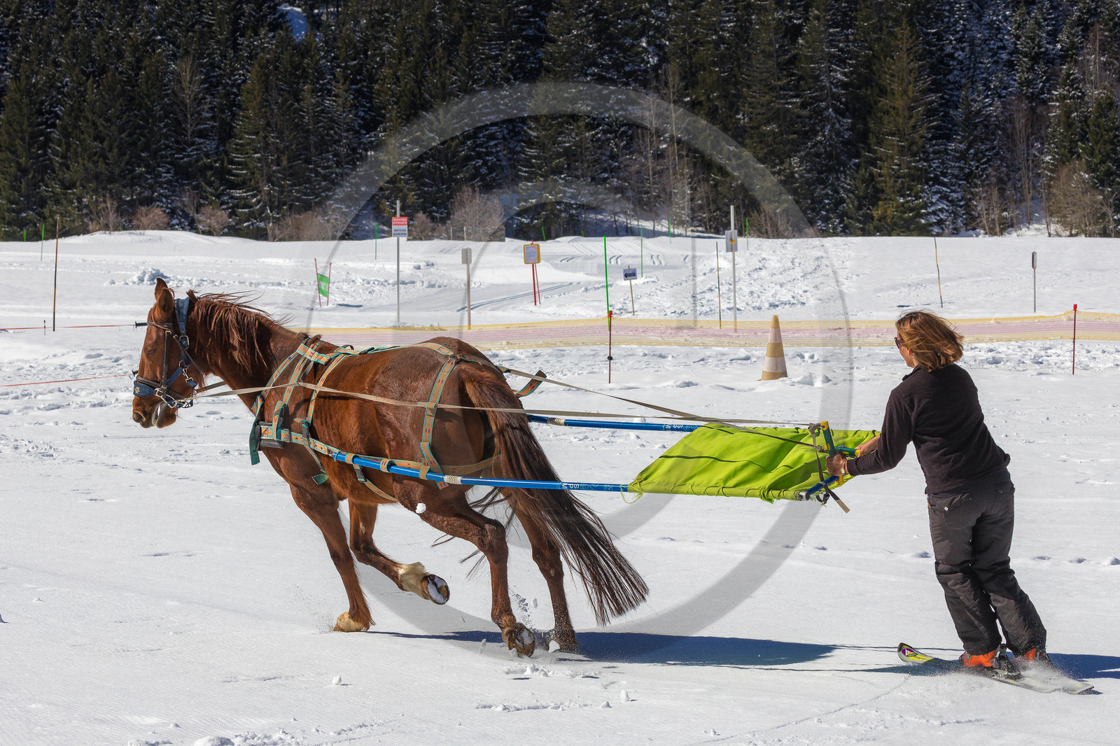 Ranch of Ancolie, Véronique Lefèvre., ski-joëring