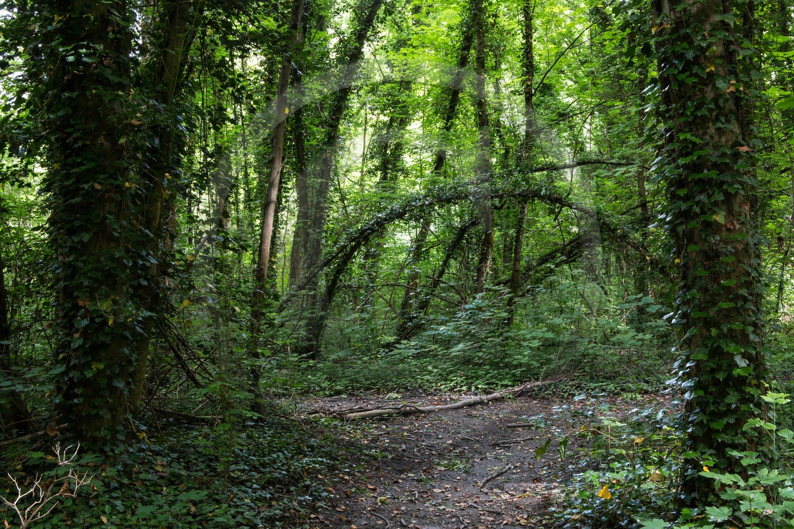 ENS de l'Isère, bois de la Bâtie