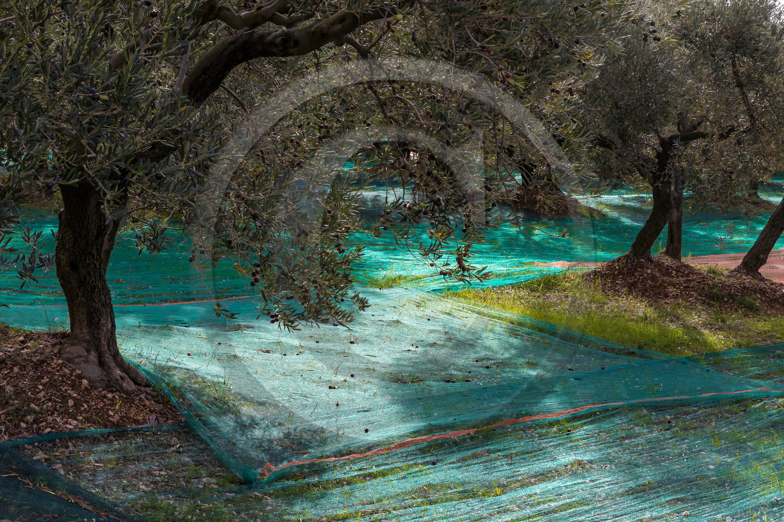 Le verger des Baux, Olivier Roman