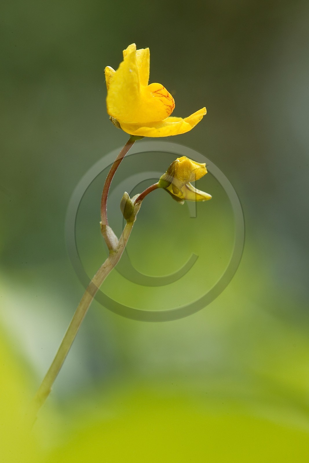Petite utriculaire, Utricularia minor