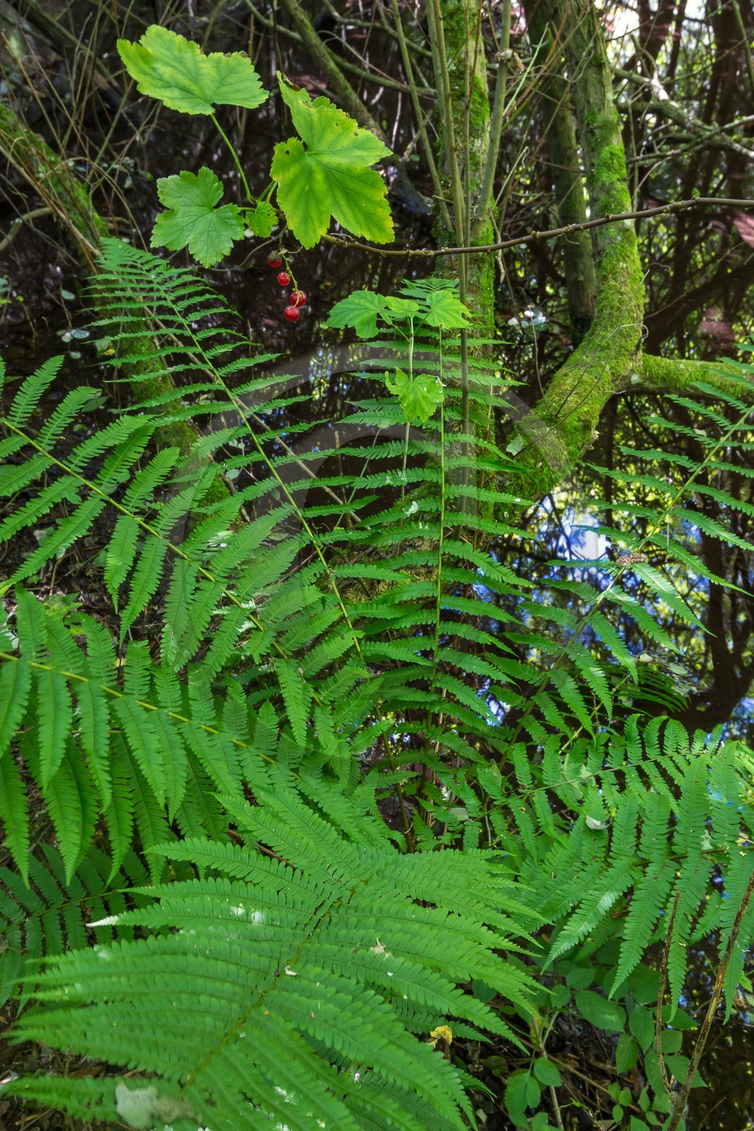 ENS de l'Isère, Les Fontaines de Beaufort
