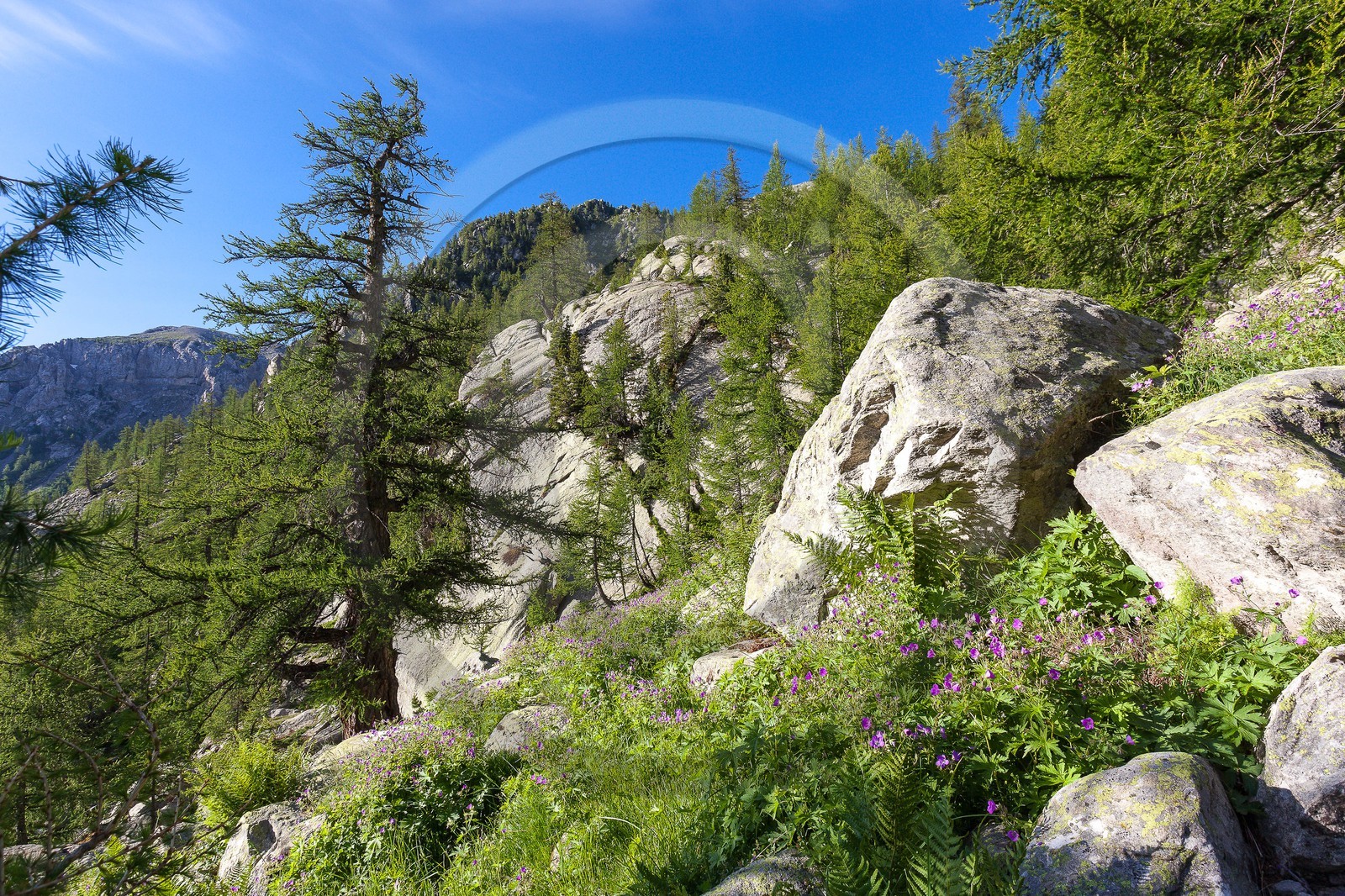 Géranium des bois; Geranium silvaticum