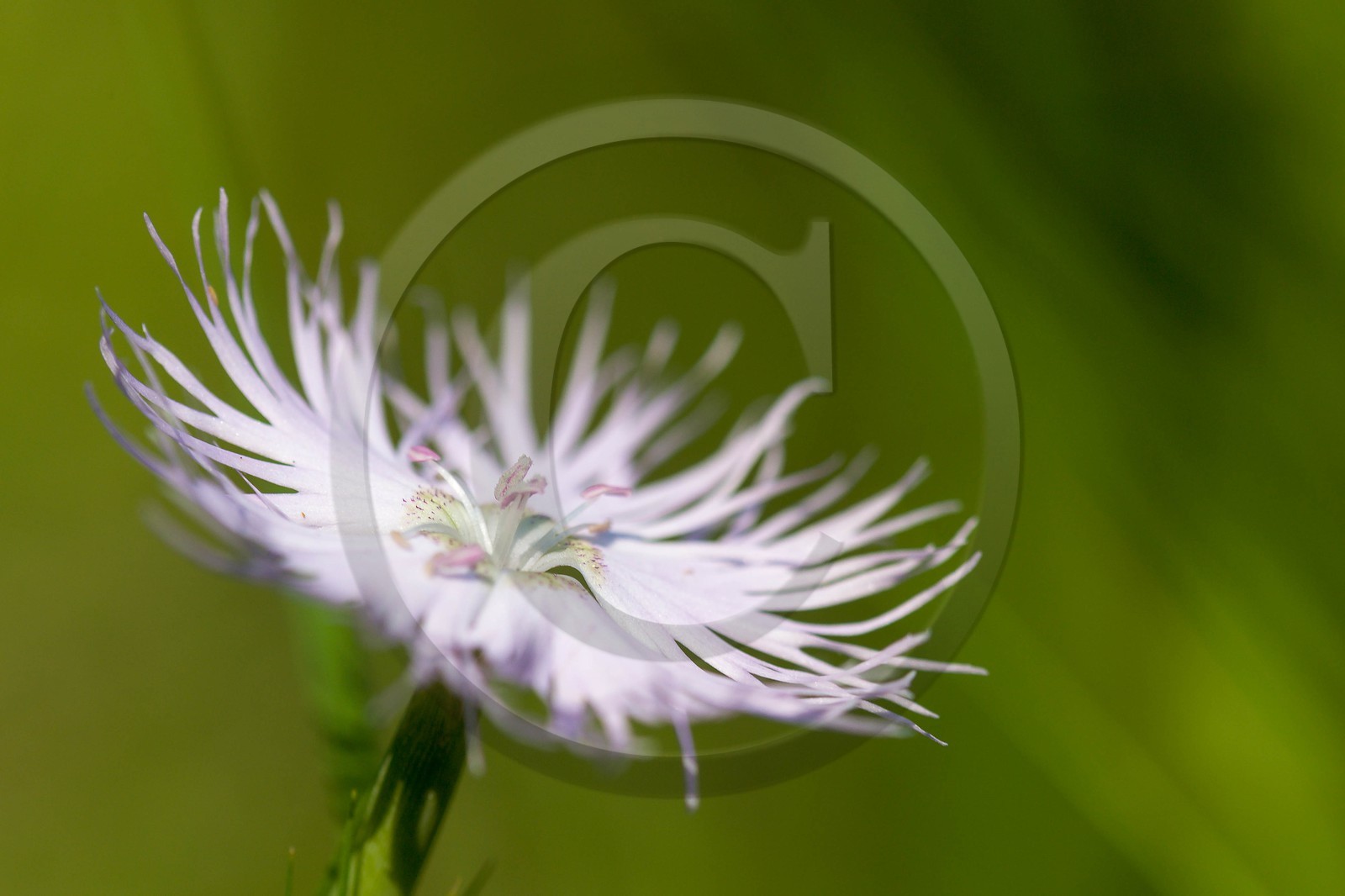 Œillet de Montpellier, Dianthus hyssopifolius