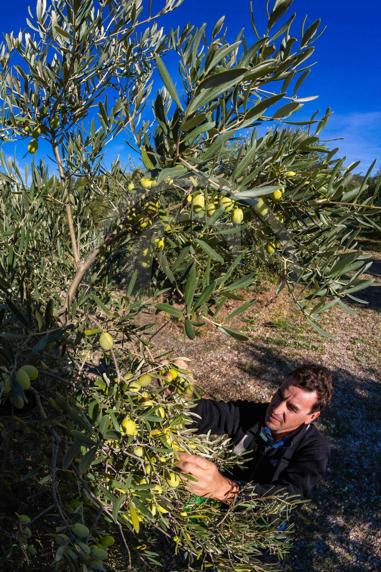 Le verger des Baux, Olivier Roman