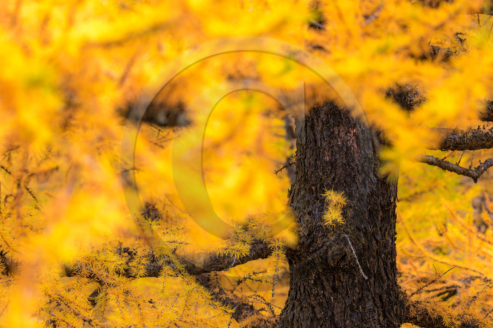 Mélèze d'Europe, Larix decidua