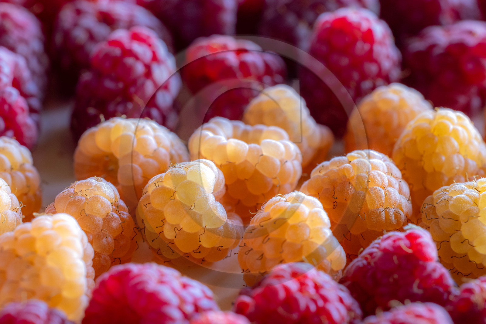 Ecrins de fruits, producteur de fruits rouges
