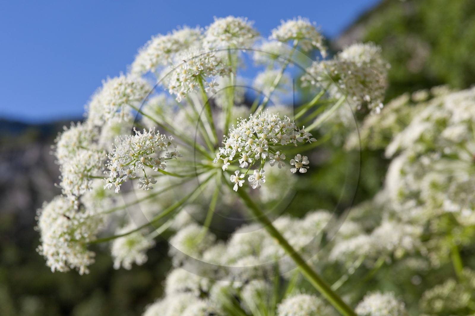 Laser siler, Laserpitium siler