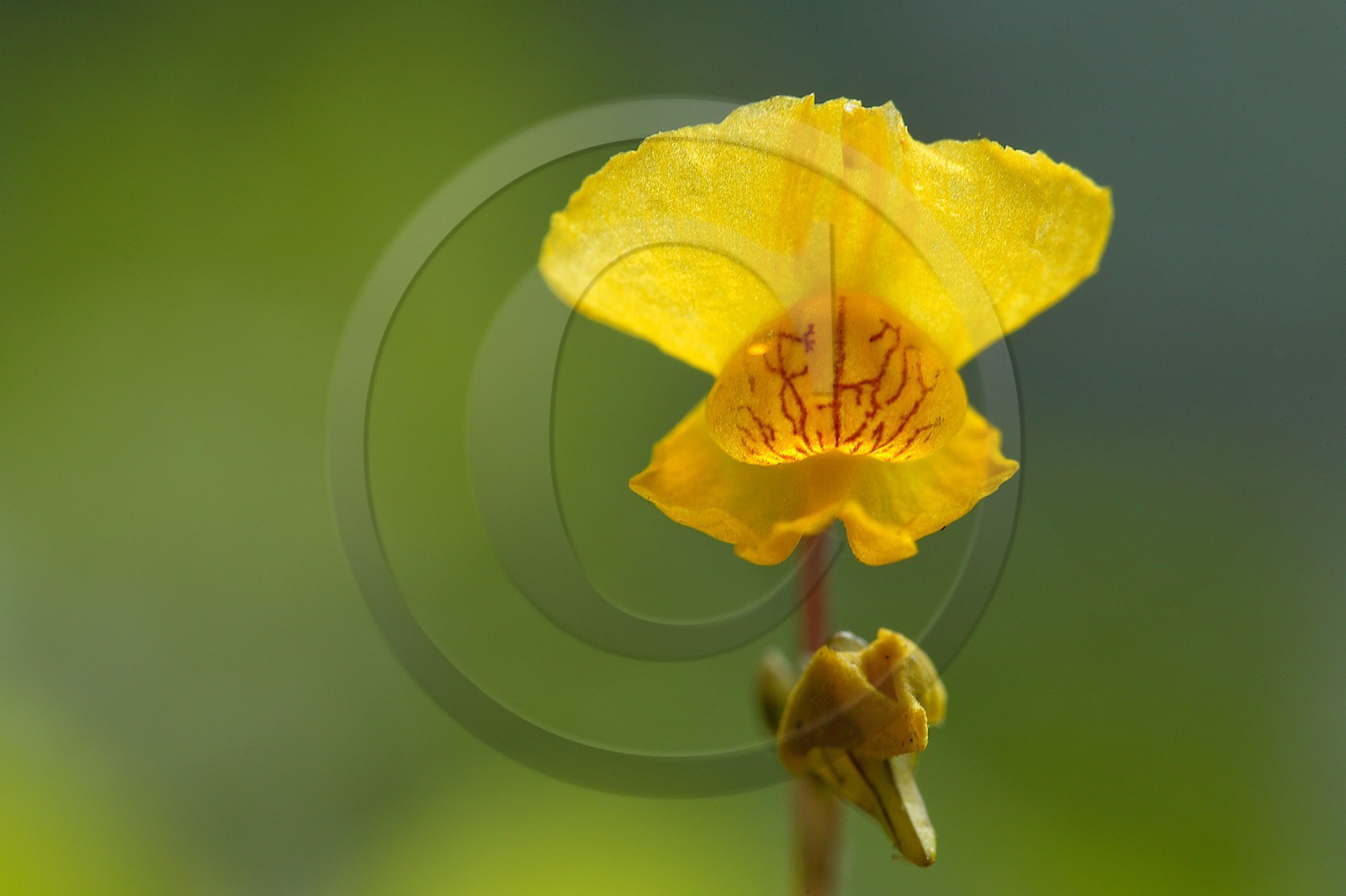 Petite utriculaire, Utricularia minor