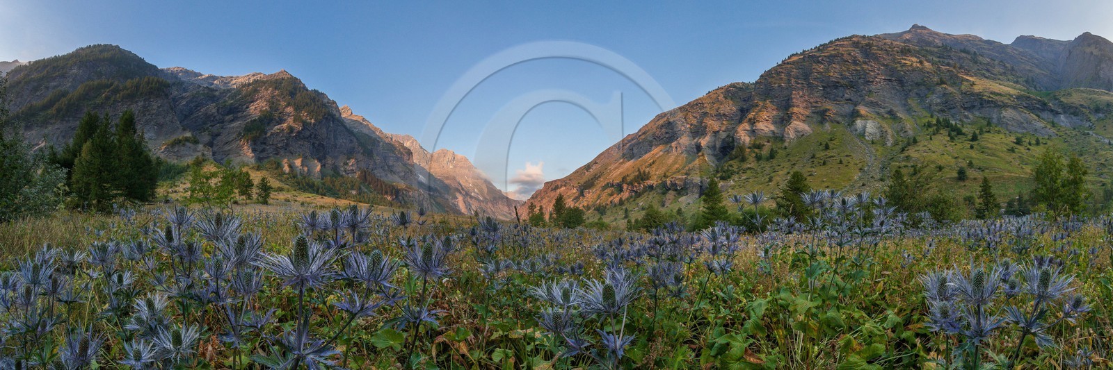 Chardon Bleu, Panicaut des Alpes, Eryngium alpinum