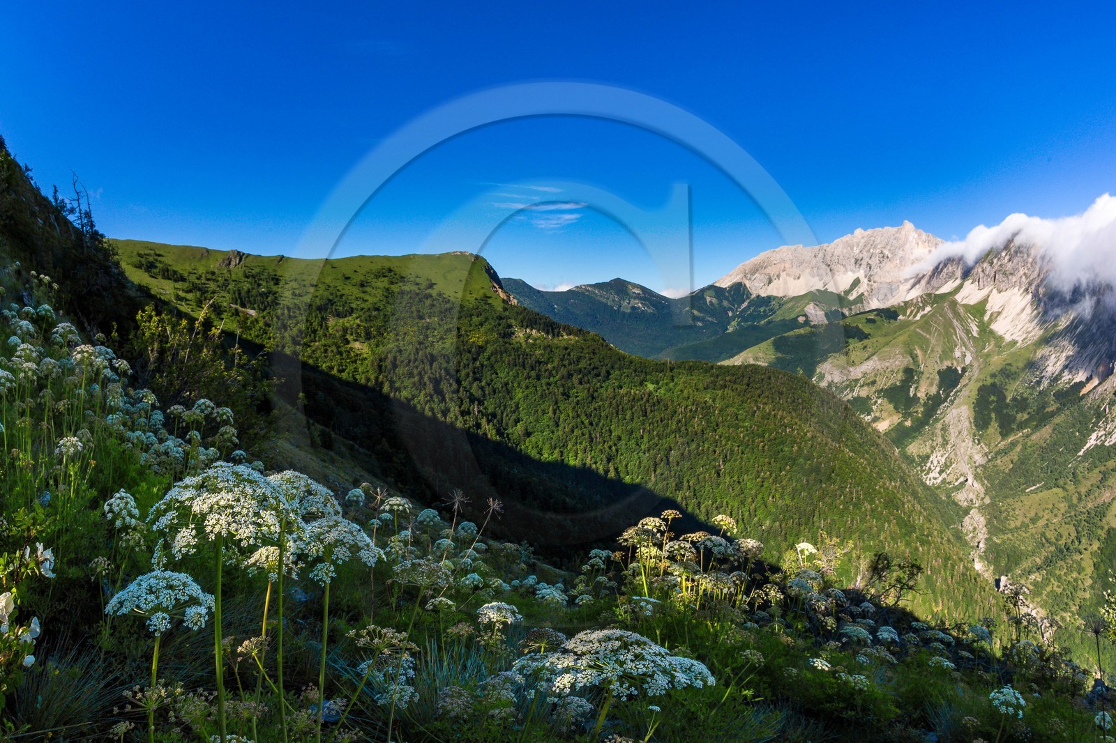 Bois du Chapitre, forêt domaniale de Gap-Chaudun