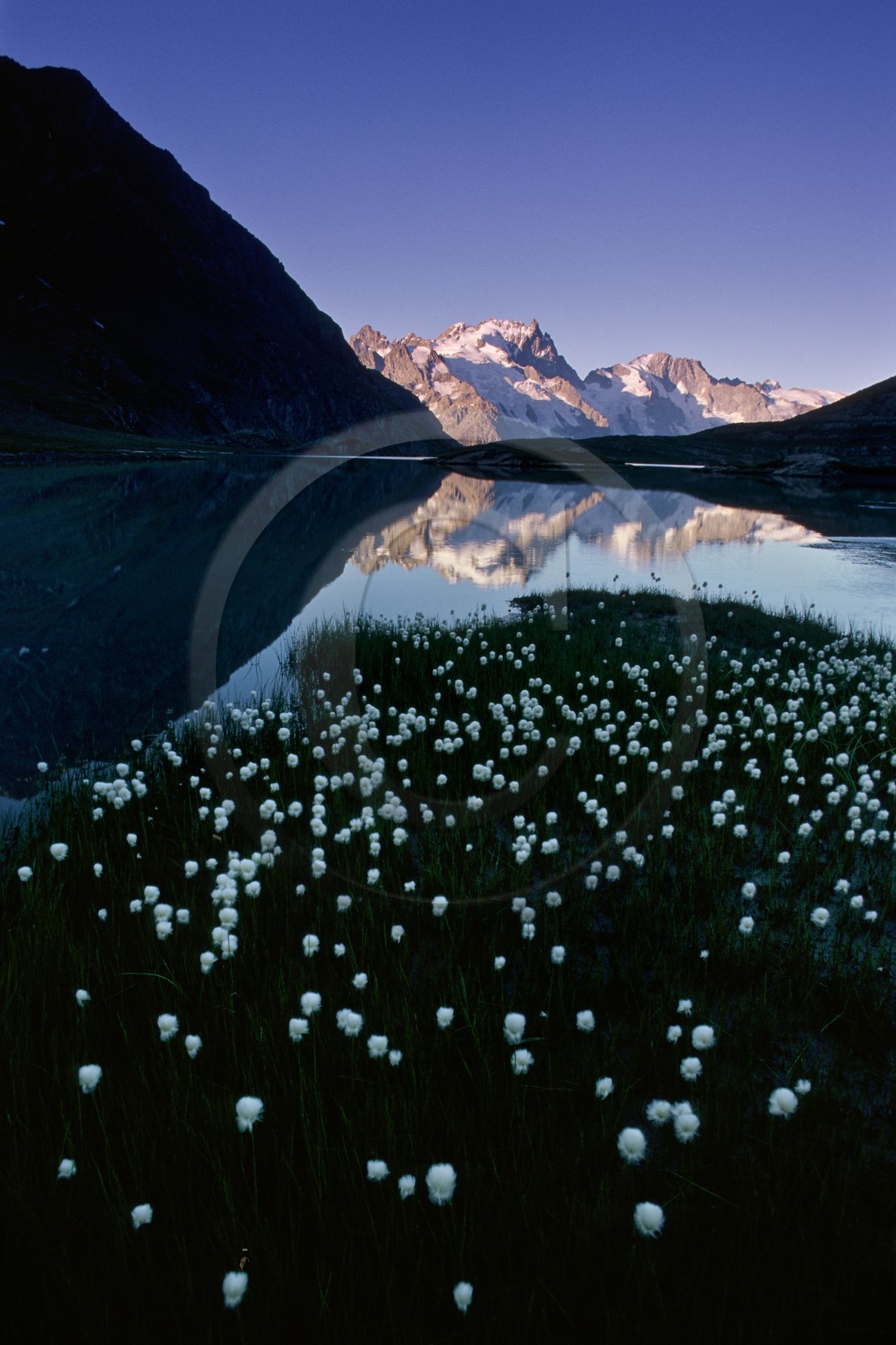 Linaigrettes de Scheuchzer (Eriophorum Scheuchzeri Hoppe) au  Lac du Goléon et la Meije