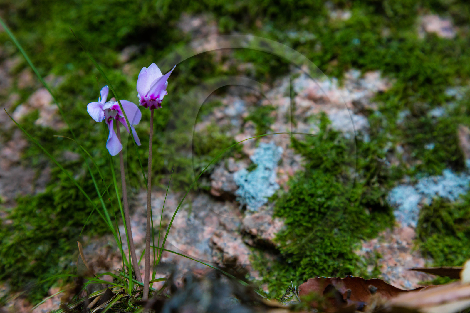 Calanche de Piana, cyclamen