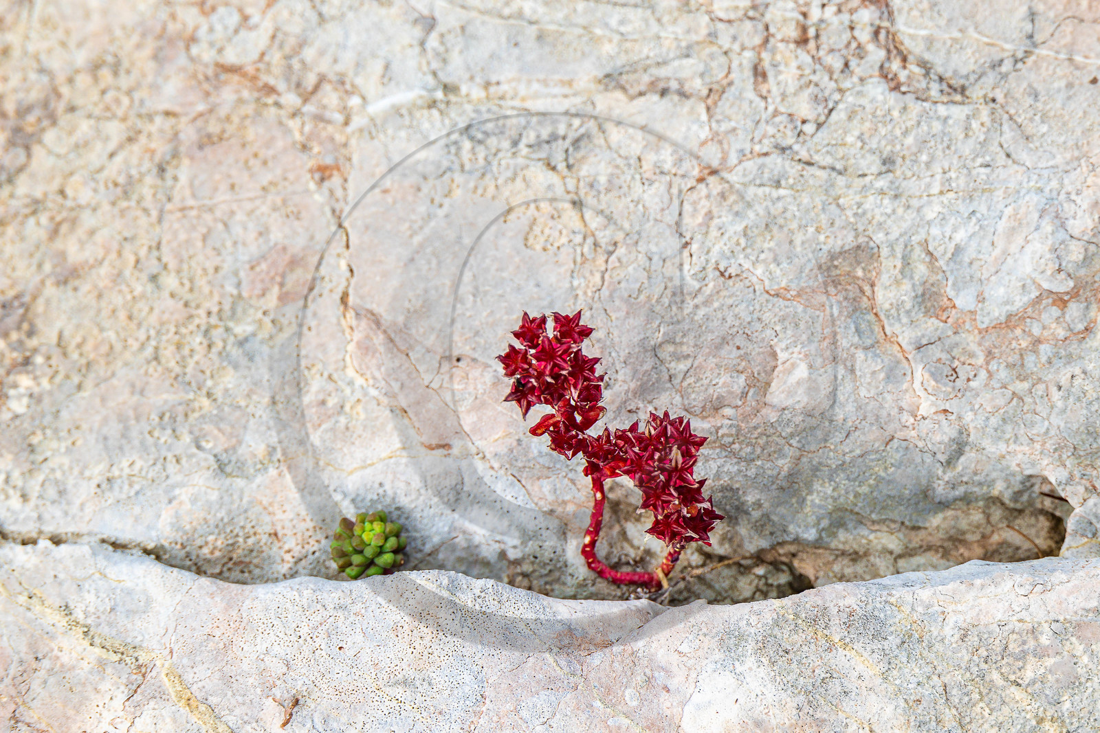 Les Oucanes de Chabrières