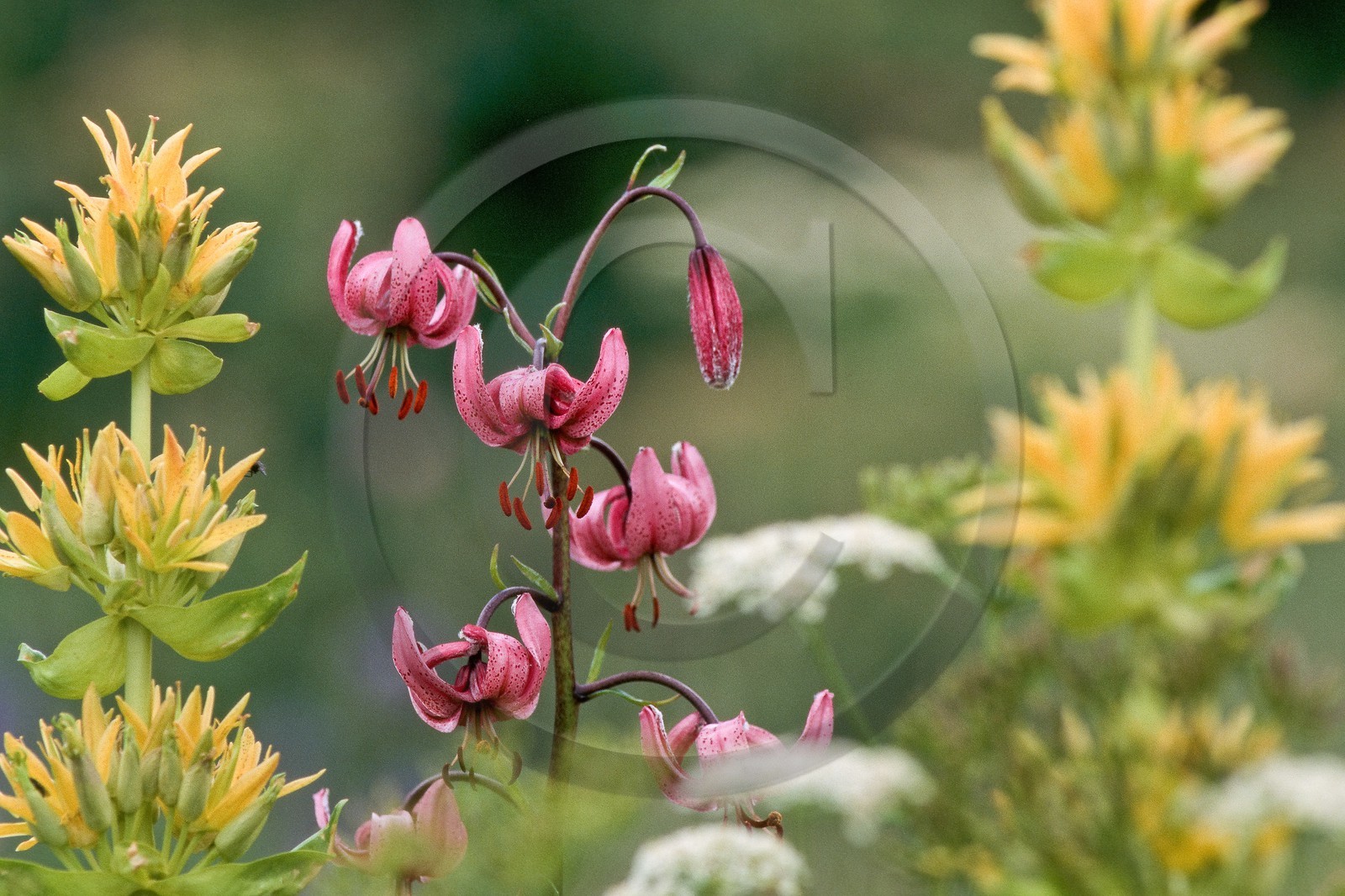 Lis martagon, Lilium martagon