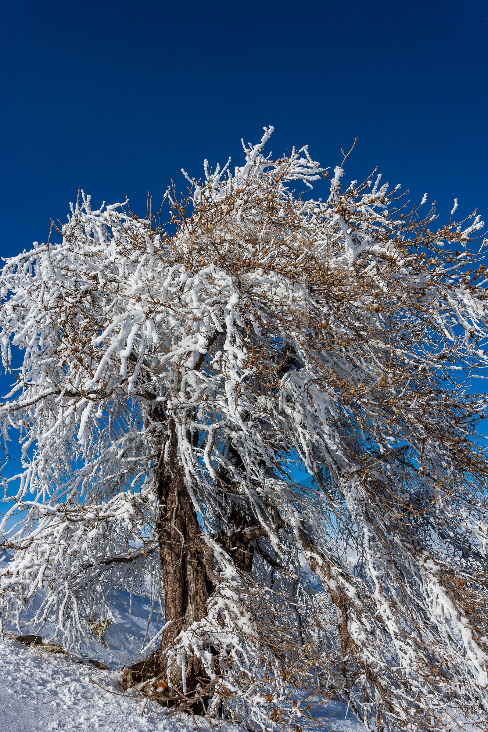 Mélèze d'Europe, Larix decidua